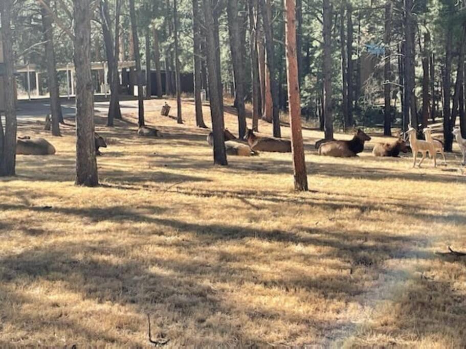 Perk Canyon Hidden Acres-Hot Tub-Gas Fireplace Ruidoso Exterior foto